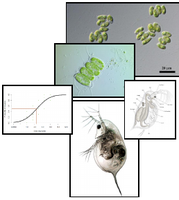 FAÖ_Daphnien.png FAÖ_Daphnien.png